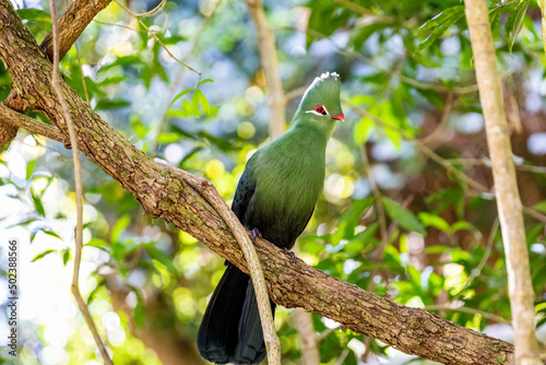 Closeup shot of a Knysna loerie on the tree photo