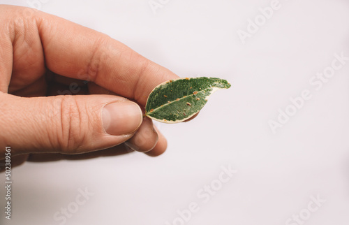 A woman's hand holds a leaf of Ficus benjamina also infested with scab on leaves thrips, as evidenced by misshapen leaves and numerous tiny spots.Minimalist home decor concept. Home and garden, garden