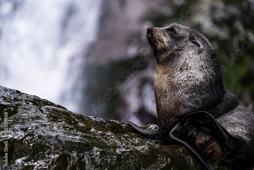 Selective focus shot of an Antarctic fur seal
