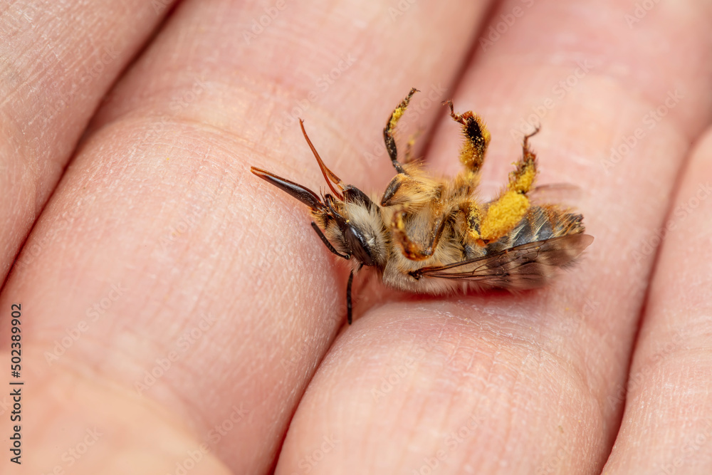 Obraz premium A bumblebee lies in the palm of a human hand, North China