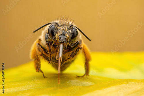 Close up photo of beautiful Bumblebee, North China
