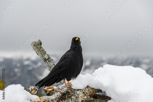 Black bird, alpine cough (Pyrrhocorax graculus) in snowy landscapes in the Julian Alps, Slovenia photo