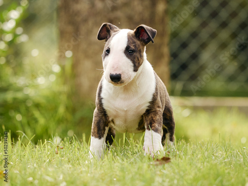 Canvastavla Closeup shot of a bull terrier puppy in a park during the day