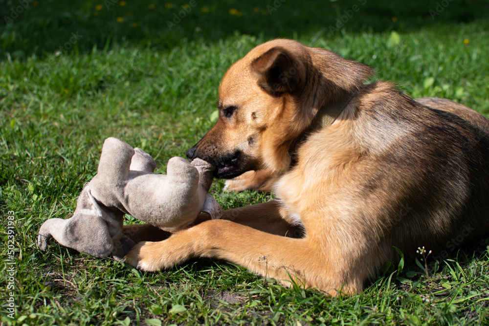 A ginger dog holds a toy in his mouth, lies on a grassy meadow in the summer