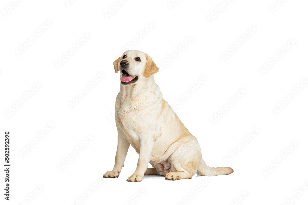 Studio shot of cute dog, cream color Labrador Retriever isolated on white studio background. Concept of motion, action, pet's love, dynamic.
