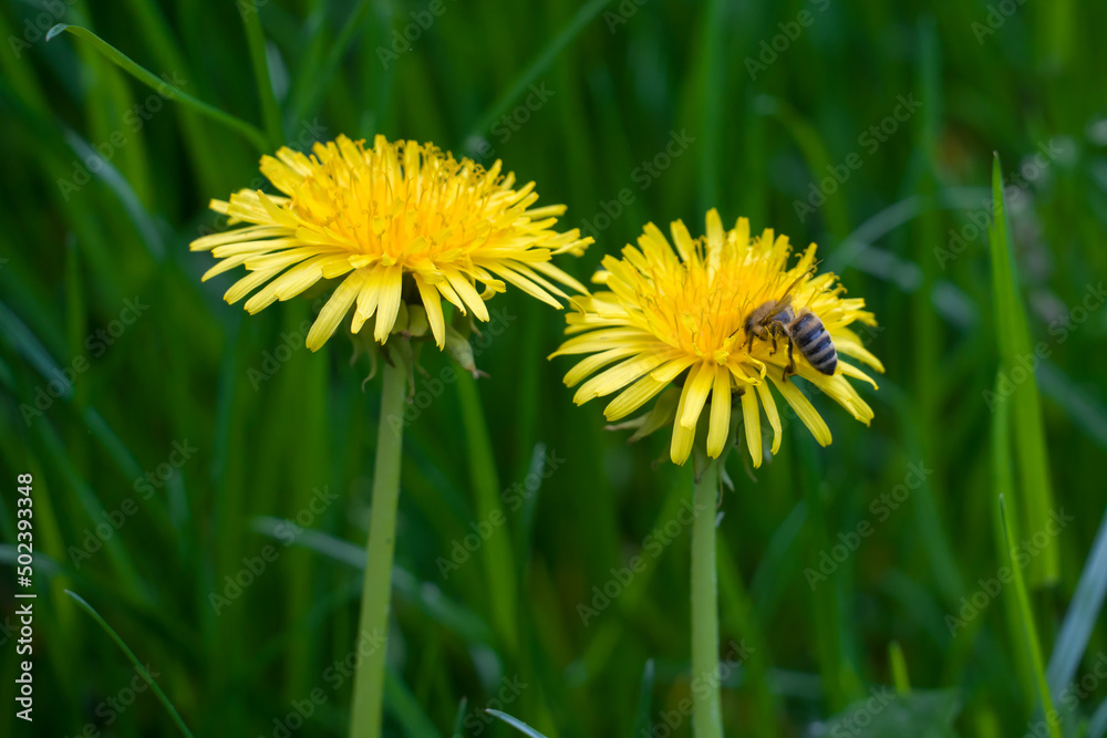 Spring sketch in the meadow, yellow dandelion flowers with bee among green grass Spring sketch in the meadow, yellow dandelion flowers with bee among green grass