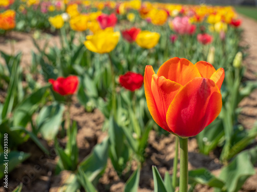 Rote Tulpe im bunten Tulpenfeld