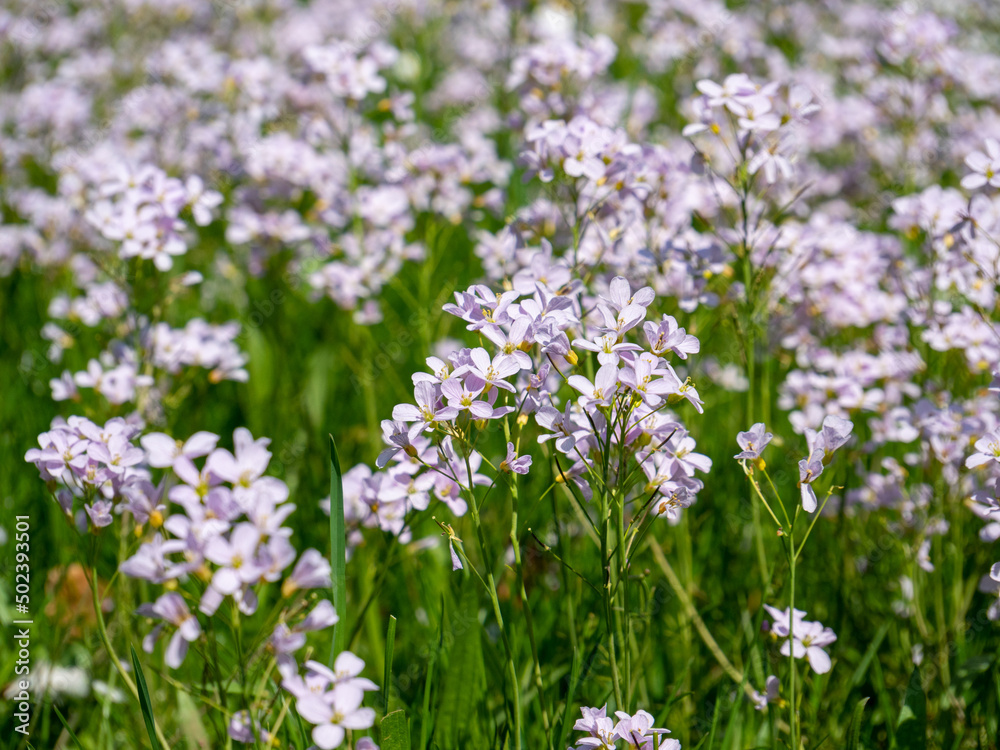 Wiese voller Wiesen-Schaumkraut im Frühling Wiese voller Wiesen-Schaumkraut im Frühling