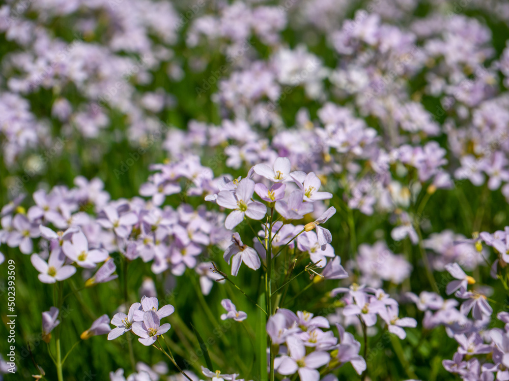Wiesenschaumkraut blüht im Frühling Wiesenschaumkraut blüht im Frühling