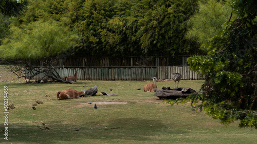 Canvas Print Group of guanacos in captivity
