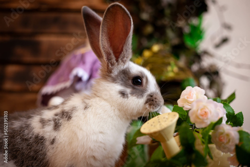 spotted rabbit sniffs white flowers