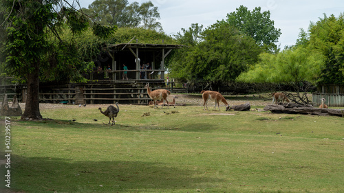 Fotografia, Obraz Group of guanacos in captivity