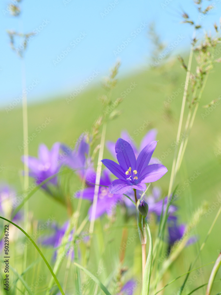 Bluebell flowers on the field. Vertical photo. Bluebell flowers on the field. Vertical photo.