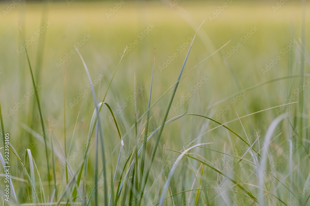 Tall Grass Close Up Tall Grass Close Up