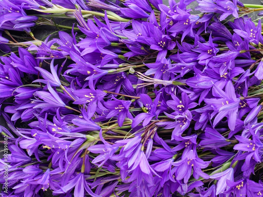 Bluebell flowers closeup. Background.