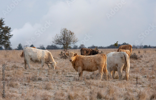 Limousin cattle standing in a farm field on a cold crispy day in Canada
