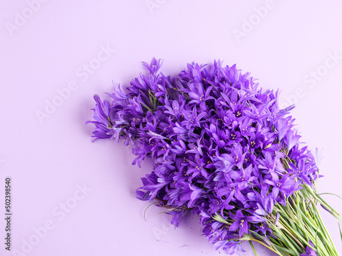 Bluebell flowers on a purple background. Copy space.