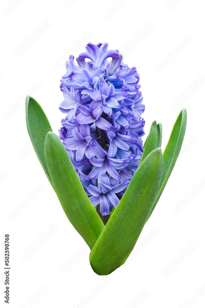 Obraz premium Isolated blue large hyacinth close-up. Early spring bulbous plant on a white background.