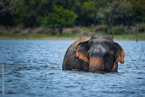 Photography Asian elephant in a lake in Sri Lanka