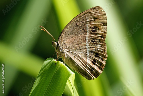 Closeup shot of a dark brand bush brown moth standing on a leaf photo