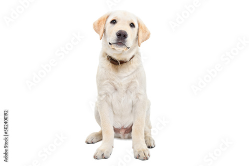 Cute labrador puppy sitting isolated on white background