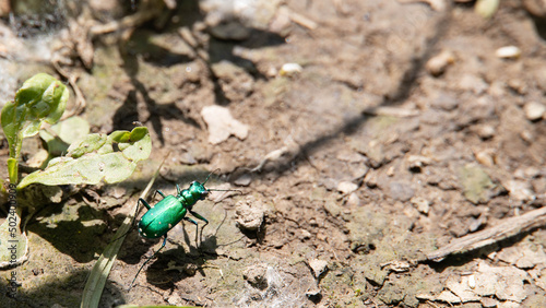 Closeup shot of a Cicindela campestris bug photo
