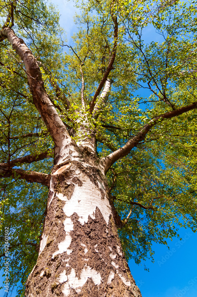 Fototapeta premium Birch in spring. Looking up into the treetops and the blue sky