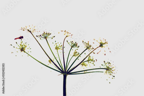 Fly on a dill flower photo