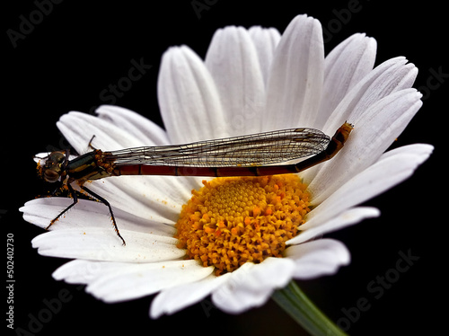 Fly on a chamomile photo