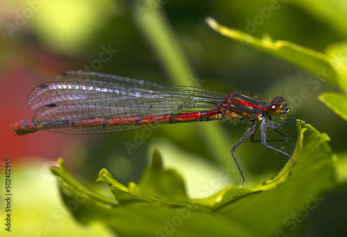 Dragonfly on a green plant photo