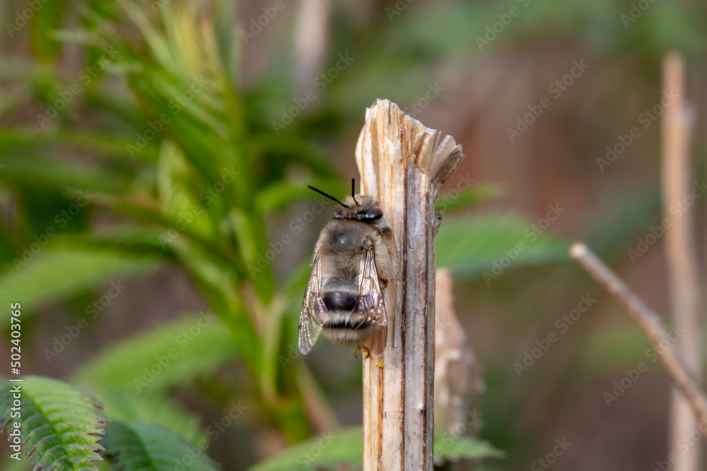 A bumblebee lives on a wild plant in North China A bumblebee lives on a wild plant in North China