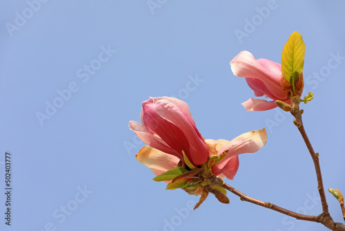 Beautiful magnolia flowers are in the park  North China