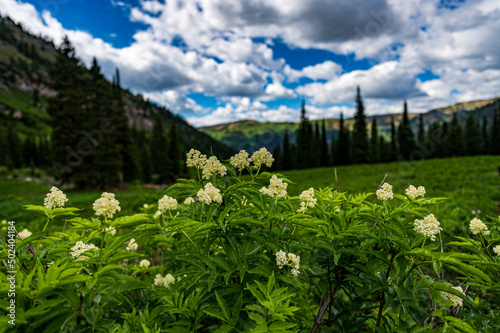 Darby Canyon in Victor Idaho, USA