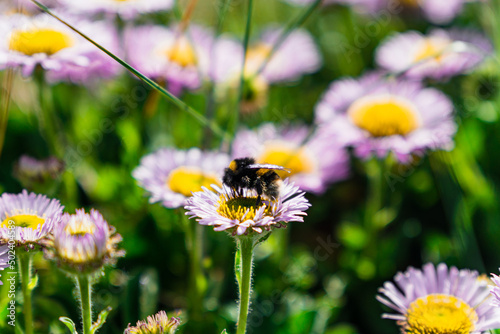 Selective focus shot of a bumblebee on Erigeron flowers in a sunny field photo