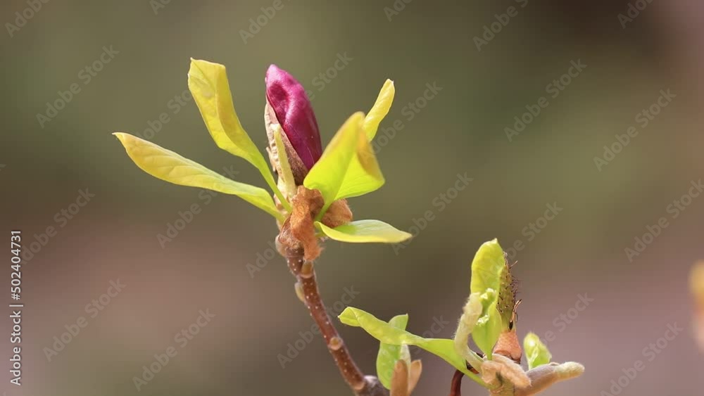 Beautiful magnolia flowers are in a botanical garden, North China Beautiful magnolia flowers are in a botanical garden, North China