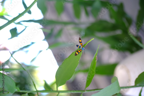 Selective focus of a Euchromia elegantissima butterfly on green leaves outdoors photo