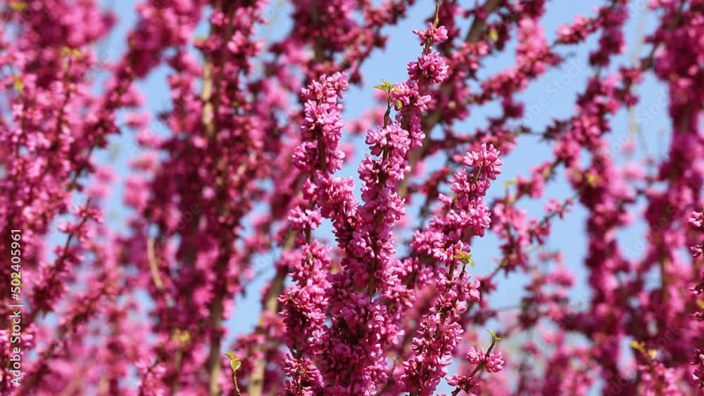Beautiful Bauhinia flowers are in the botanical garden, North China Beautiful Bauhinia flowers are in the botanical garden, North China