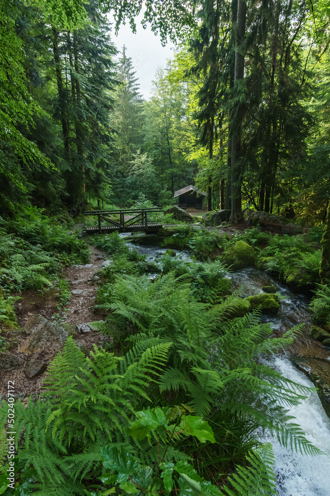 Obraz premium Creek of Gertelsbacher Waterfalls flowing through black forest under a wooden bridge besides a cabin, Buehlertal, Black Forest, Germany
