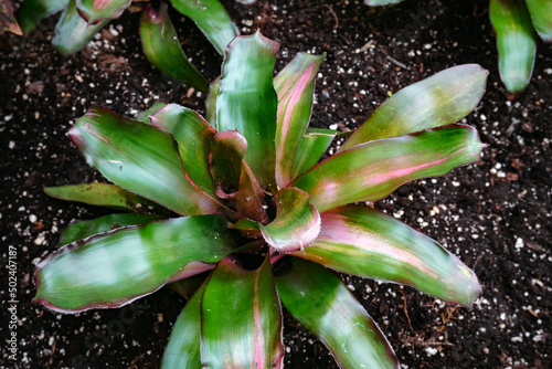 Closeup of a green plant commonly known as neoregelia photo