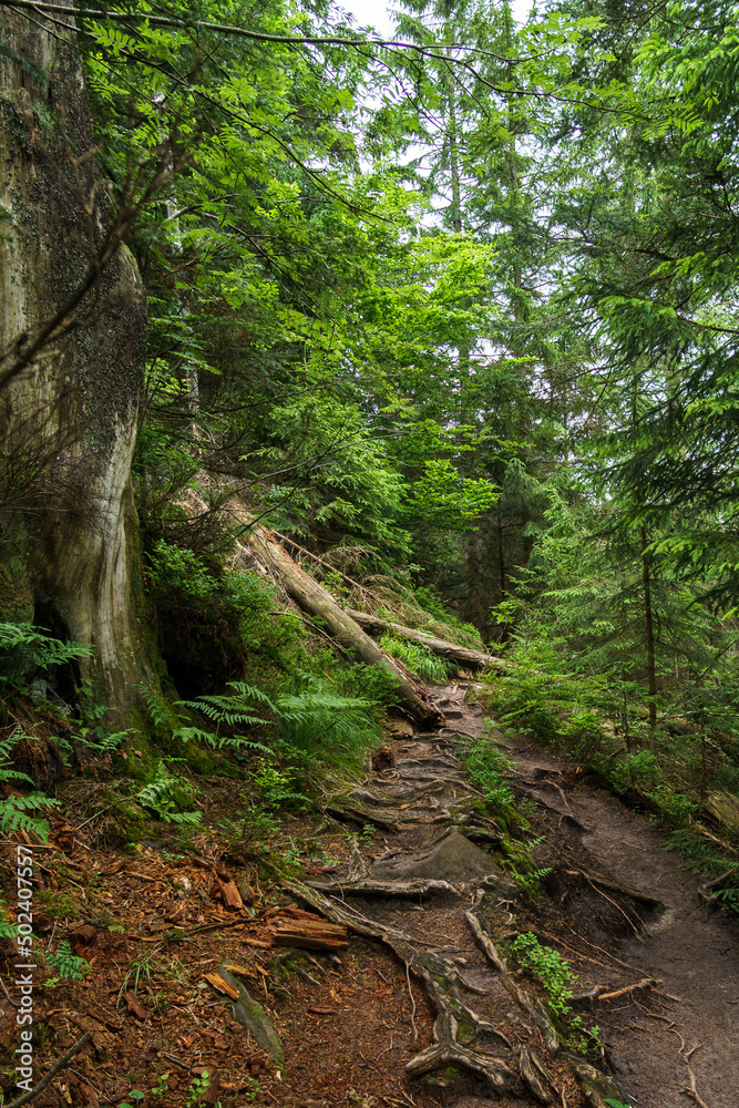 Obraz premium Beautiful nature hiking path through Ban Forest in the Black Forest, Germany