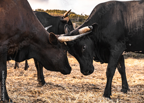 Closeup of two bulls with big horns fighting on a field of dry grass photo