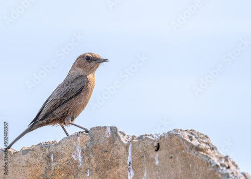 Close-up shot of a tiny rockchat bird standing on a rock. photo