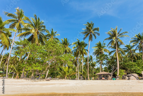 beach with palms under blue sky