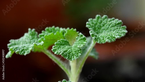  Horehound, medicinal plant with leaves in spring
 photo