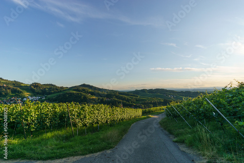 Golden sunset over beautiful landscape with the wine fields of the Black Forest  Sasbachwalden  Germany