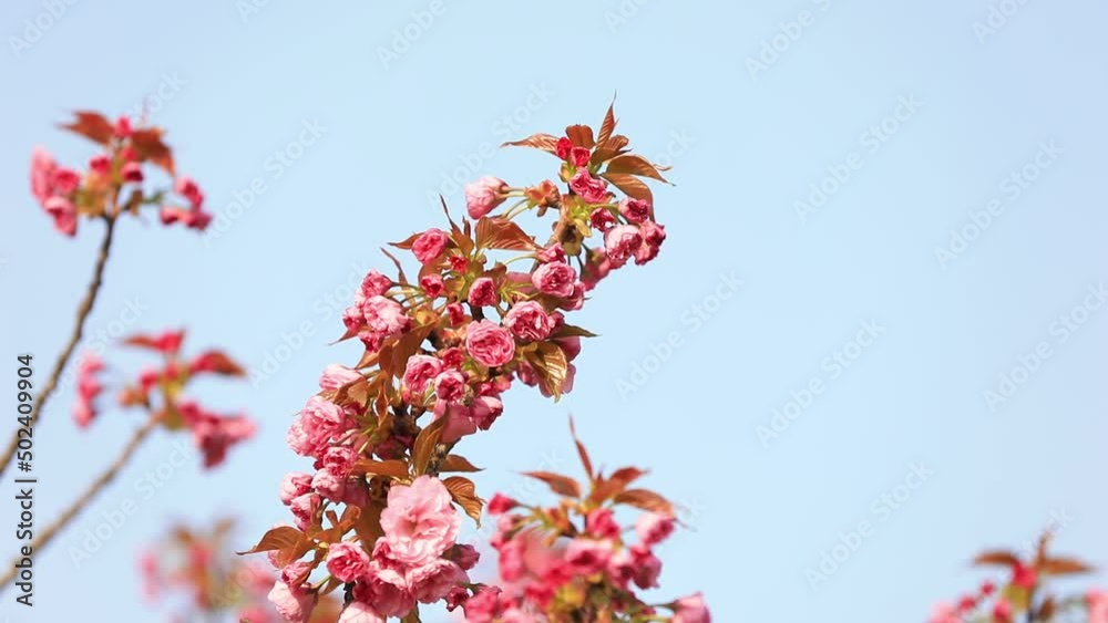Beautiful cherry blossoms are in the park, North China