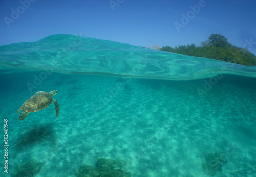 HOLIDAYS IN THE CARIBBEAN SEA DOING SNORKEL. SEA TURTLE