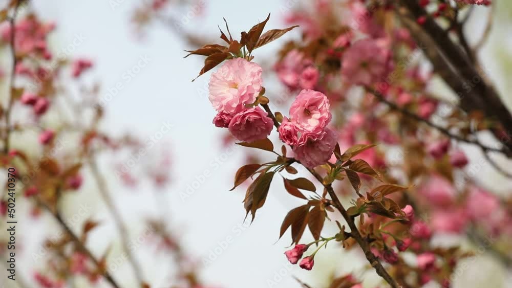 Beautiful cherry blossoms are in the park, North China Beautiful cherry blossoms are in the park, North China