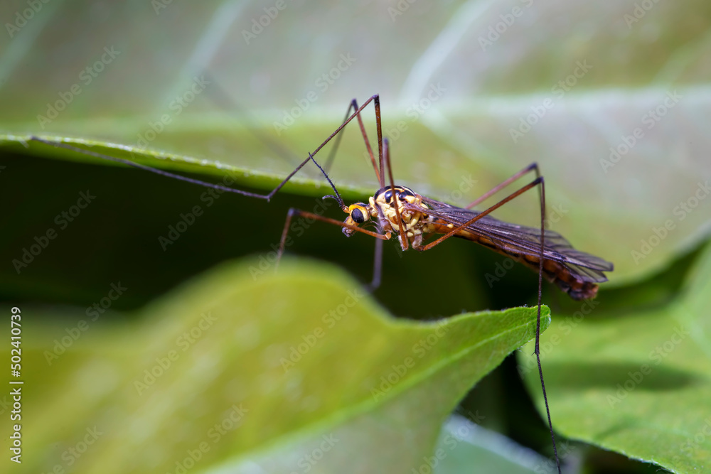 Wild insects outdoors, close-up photos, North China Wild insects outdoors, close-up photos, North China
