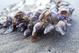 Selective focus shot of barnacles on a beach